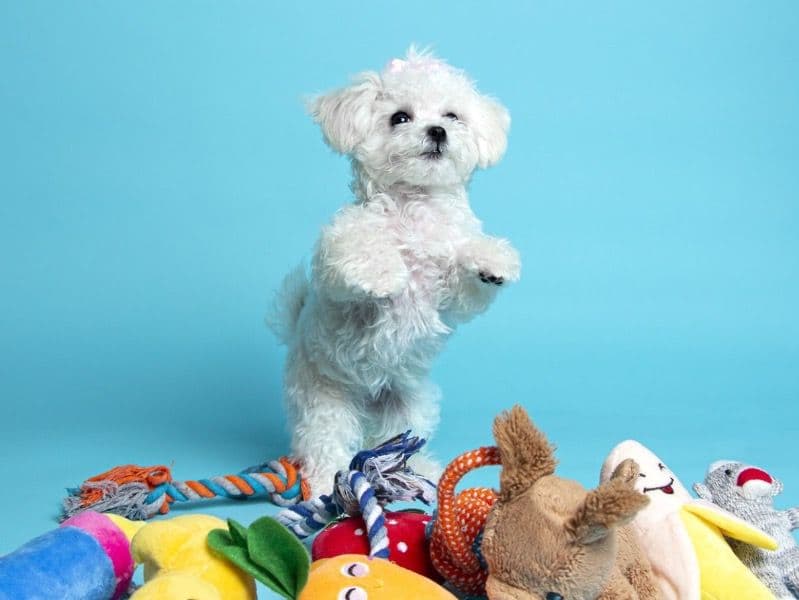 Poodle 4 years 9 months old female small named Daisy for breeding in Toronto, Ontario | Petmeetly