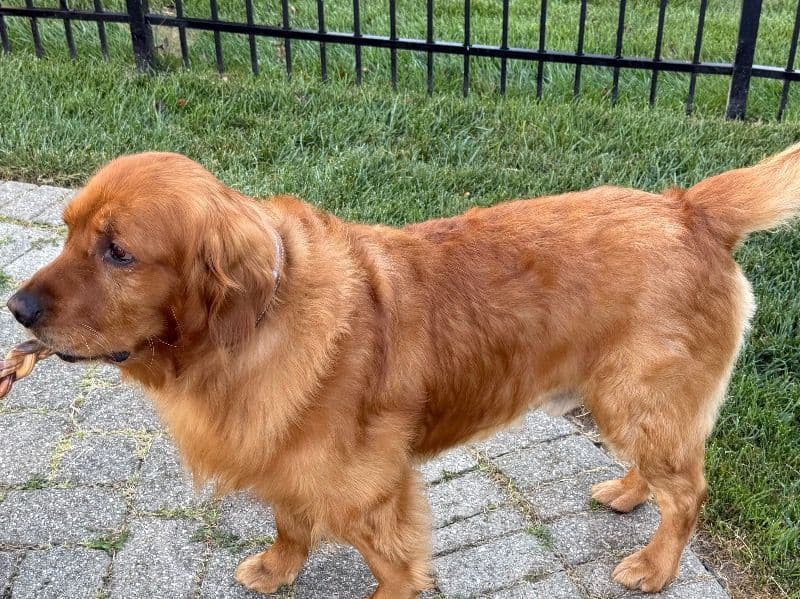Golden Retriever 4 years 4 months old male large named Winston for breeding in Licking County, Ohio | Petmeetly