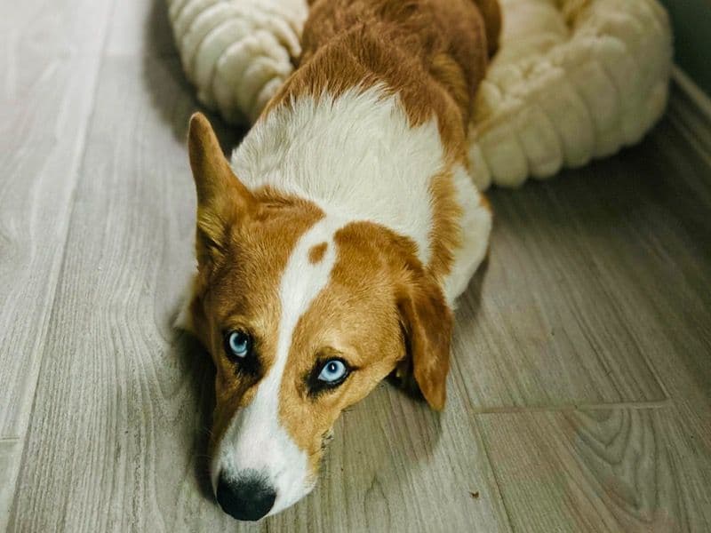 Corgi 1 year 2 months old male small named Ralphie for breeding in Denton County, Texas | Petmeetly