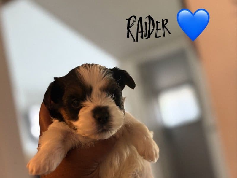 Biewer Terrier 4 months old male small named Raider for sale in Kern County, California | Petmeetly