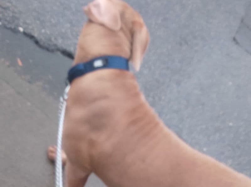 American Bulldog 11 months old female extra large named Bella for breeding in Aberdeenshire, Scotland | Petmeetly