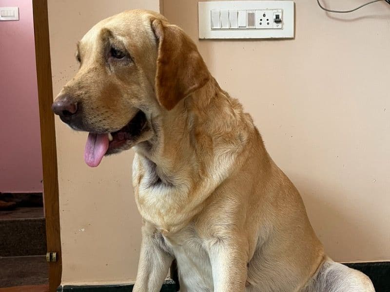 English Labrador Retriever 6 years 4 months old female large named Rossy for breeding in Chennai, Tamil Nadu | Petmeetly