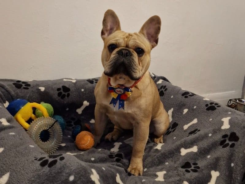French Bulldog 3 years 7 months old male medium named Bailey for breeding in Greater London, England | Petmeetly