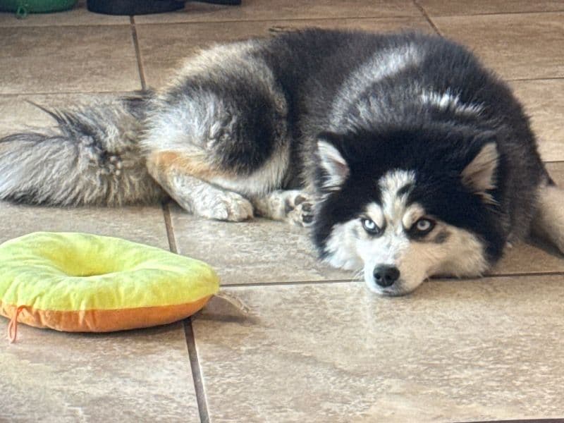 Pomsky 1 year 3 months old male small named Belli for breeding in Los Angeles County, California | Petmeetly