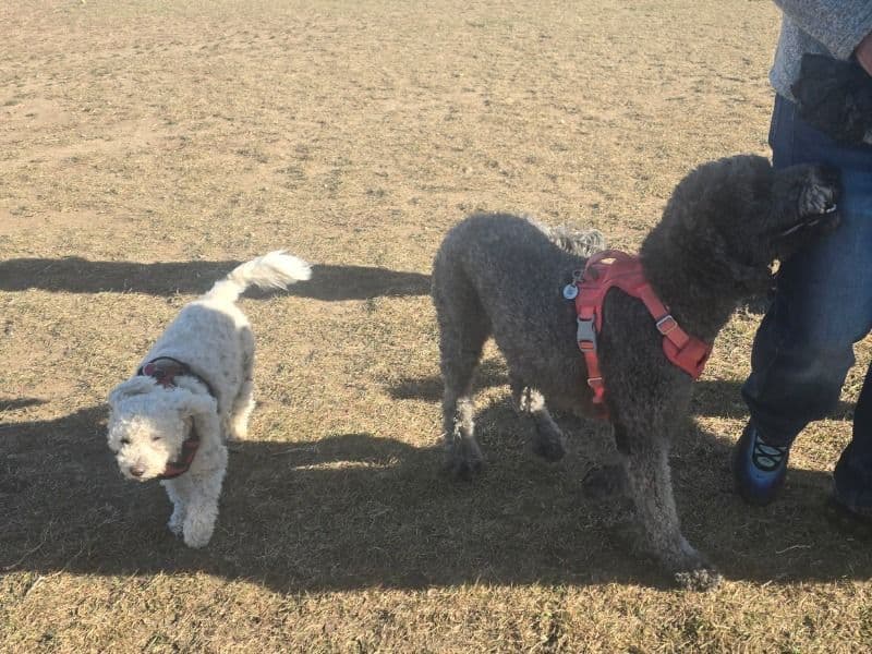 Standard Poodle 3 years 1 month old female large named Belle for breeding in Fort Collins, Colorado | Petmeetly