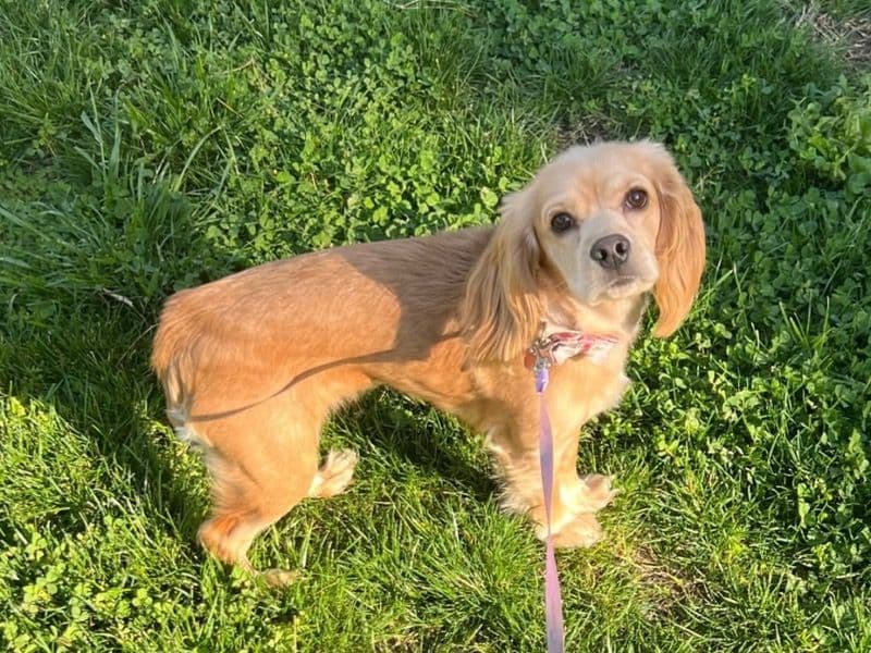 English Cocker Spaniel 4 years 5 months old female medium named Lady for breeding in San Diego County, California | Petmeetly