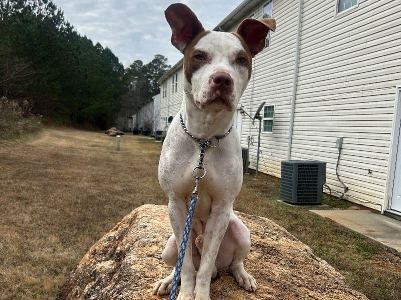 Rednose Pitbull Terrier 11 months old male medium named Raq for breeding in Spalding County, Georgia | Petmeetly