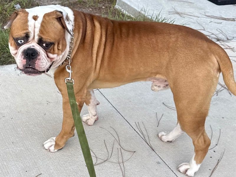 American Bulldog 2 years 7 months old male extra large named Pancake for breeding in St. Johns County, Florida | Petmeetly