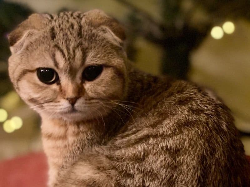 Scottish Fold 1 year 3 months old female named Meeka for breeding in Lee County, Florida | Petmeetly