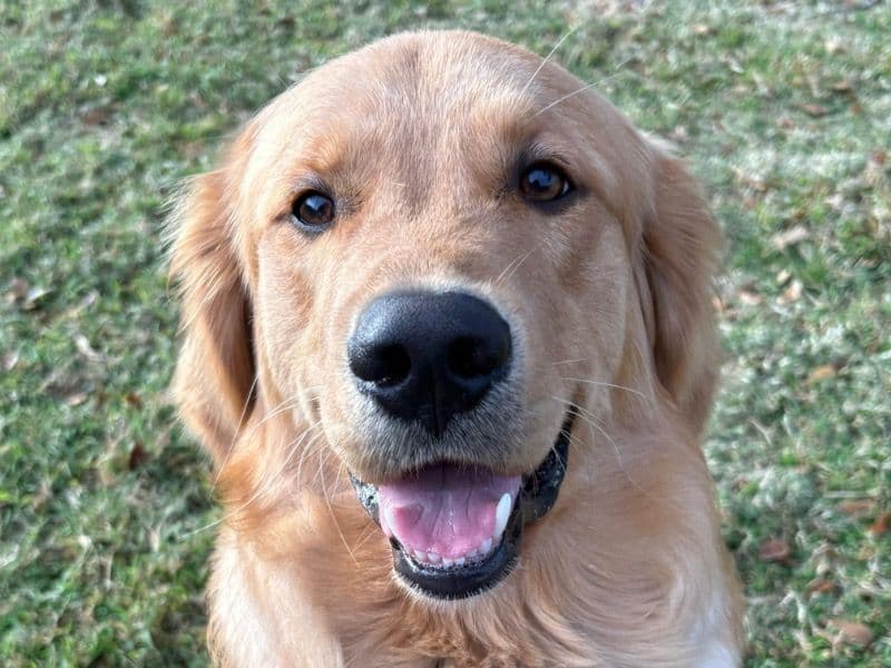 Golden Retriever 1 year 2 months old male large named Dean for breeding in Harris County, Texas | Petmeetly