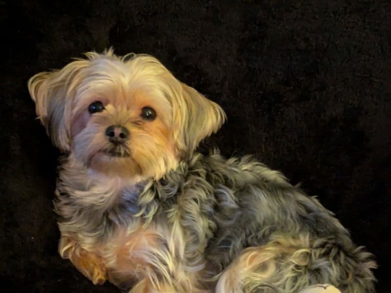 Shorkie 3 years 2 months old female small named Sophie for breeding in Middlesex County, Ontario | Petmeetly