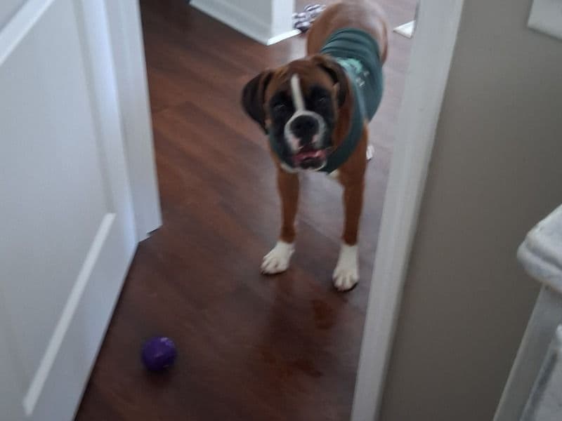 Boxer 1 year 6 months old female large named Indy for breeding in Steuben County, Indiana | Petmeetly