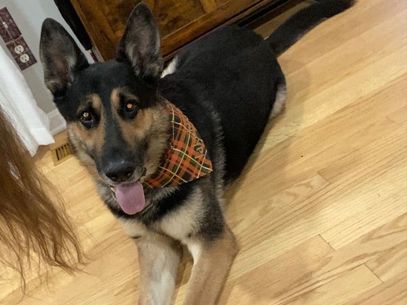 Jakobi primary photo