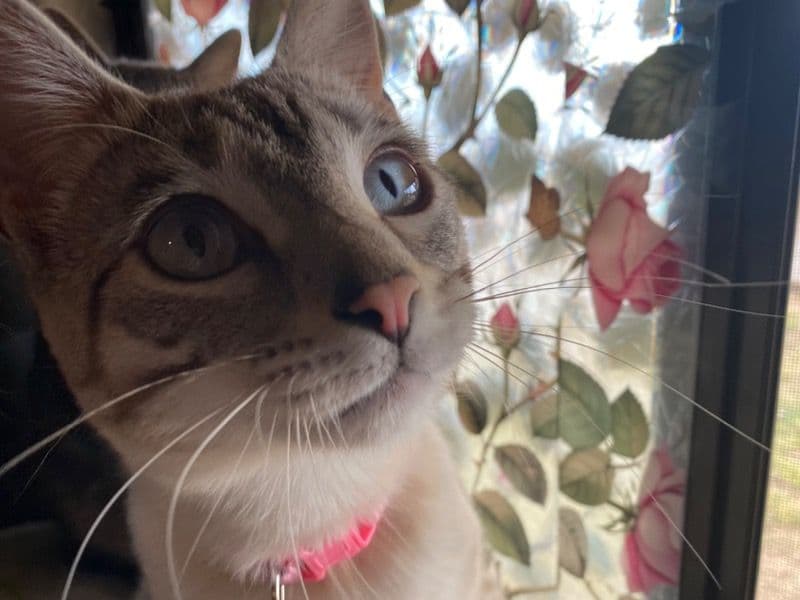Bengal Tabby Mix 1 year 9 months old female named Torpida for adoption in Cochise County, Arizona | Petmeetly