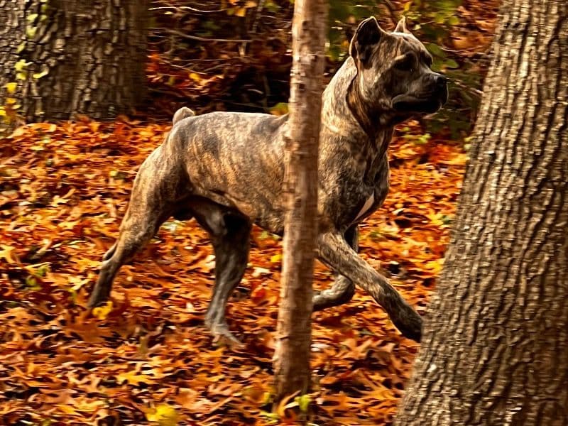 Cane Corso 3 years 5 months old male large named Ghost for breeding in Ellis County, Texas | Petmeetly