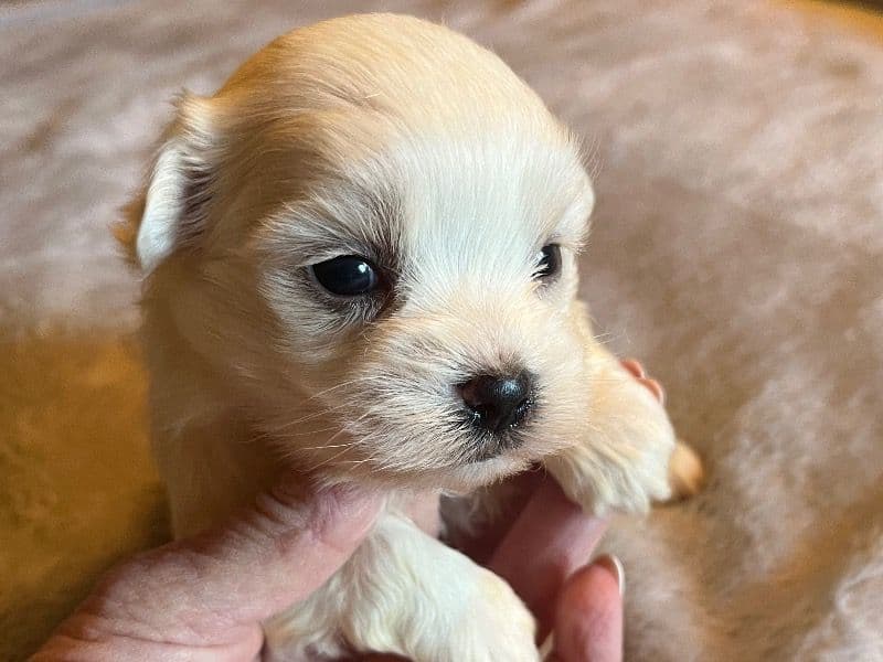 Maltese 2 months old male small named Casper for adoption in Jackson County, North Carolina | Petmeetly