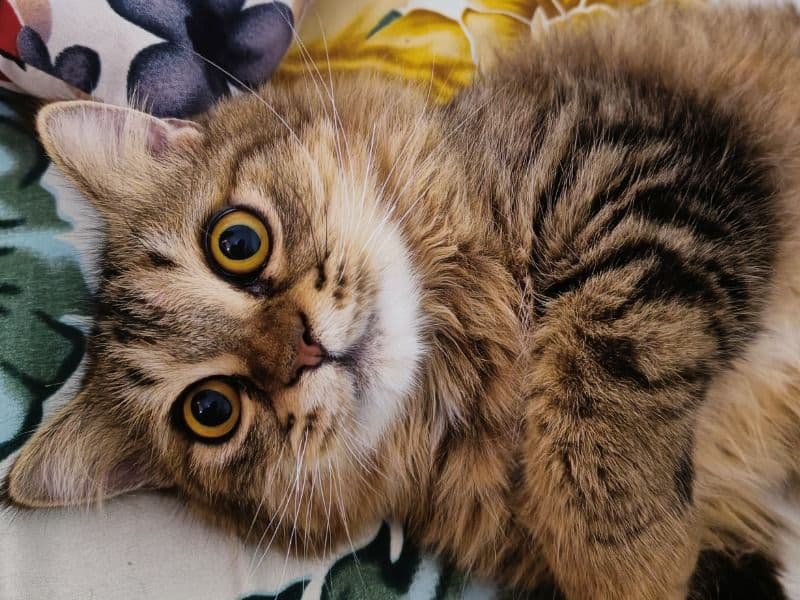 Persian 2 years 8 months old male named Kio for breeding in Konkan Division, Maharashtra | Petmeetly