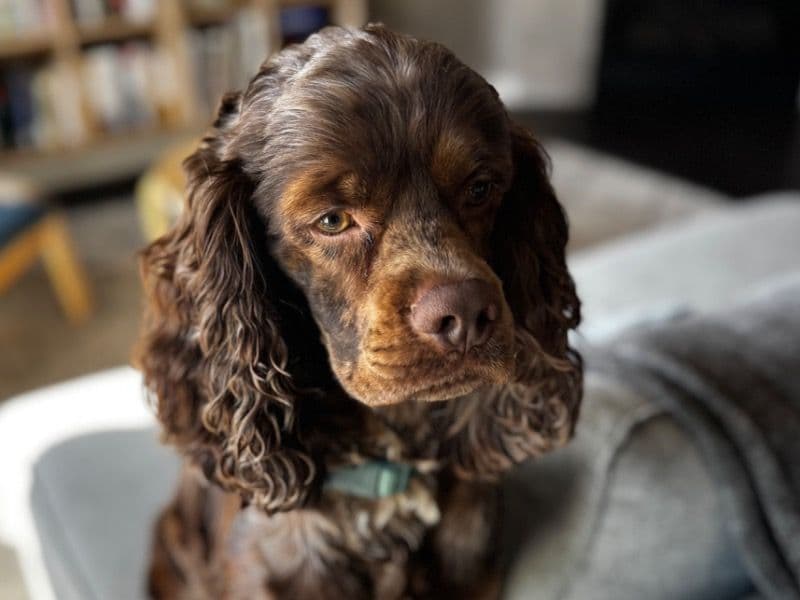 American Cocker Spaniel 2 years 3 months old male medium named Chewy for breeding in Severance, Colorado | Petmeetly