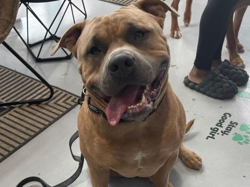 American Bully 2 years 10 months old male large named Cyrus for breeding in Regional Municipality of Durham, Ontario | Petmeetly