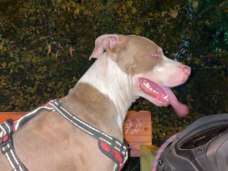 American PitBull Terrier 3 years 3 months old male large named Lencer for breeding in Gwalior Division, Madhya Pradesh | Petmeetly