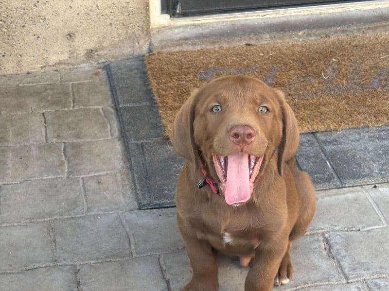 Chesapeake Bay Retriever 1 year old male medium named There’s 3 Puppies Two Males And One Female for sale in Utah County, Utah | Petmeetly