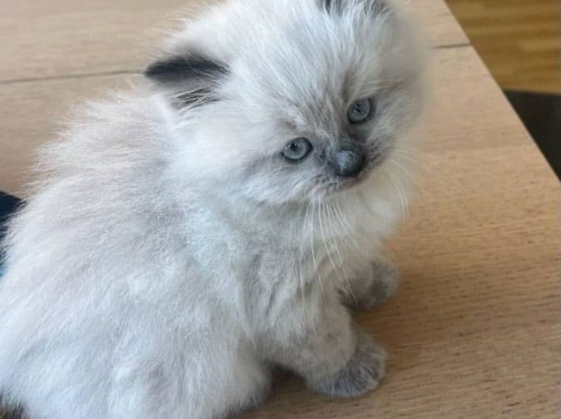Flame Point Himalayan 2 months old male named Cookie for sale in San Diego County, California | Petmeetly