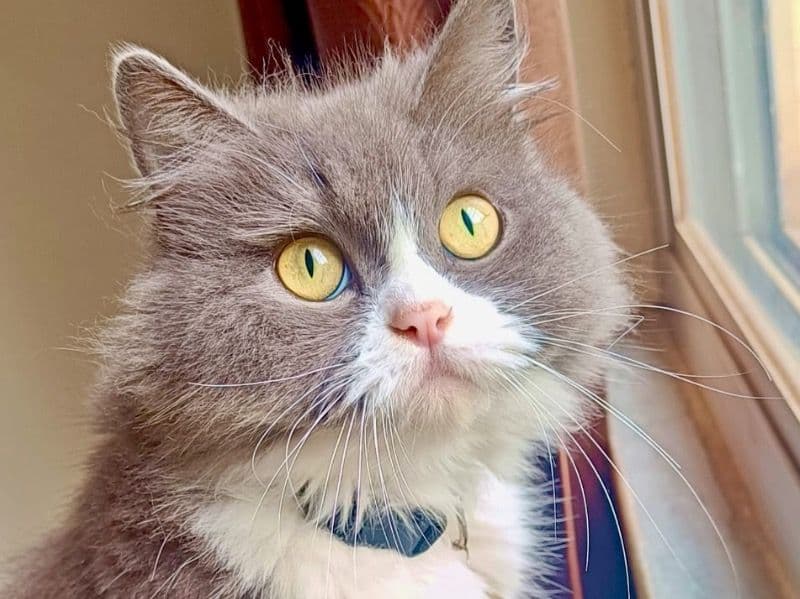 Persian 2 years 4 months old female named Alexa for breeding in Bangalore Division, Karnataka | Petmeetly