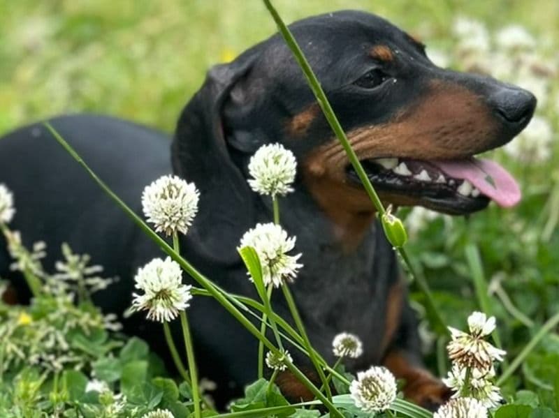Miniature Dachshund 5 years 4 months old female small named Bailey for breeding in Franklin County, North Carolina | Petmeetly