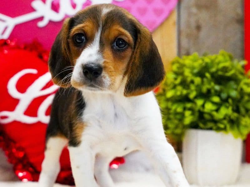 Beagle 3 months old female small named Penny for sale in Macon County, Alabama | Petmeetly