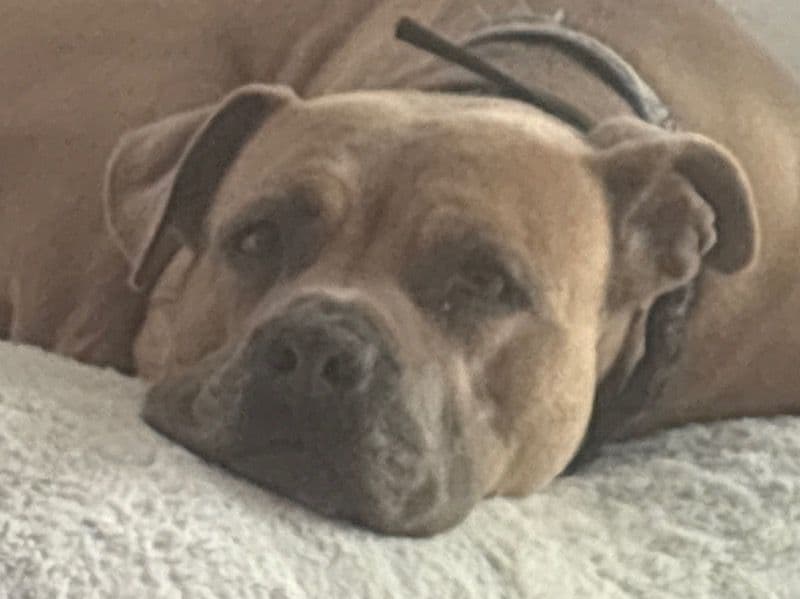 Blue nose Pitbull 10 years 5 months old male medium named Kratos for breeding in Clark County, Nevada | Petmeetly