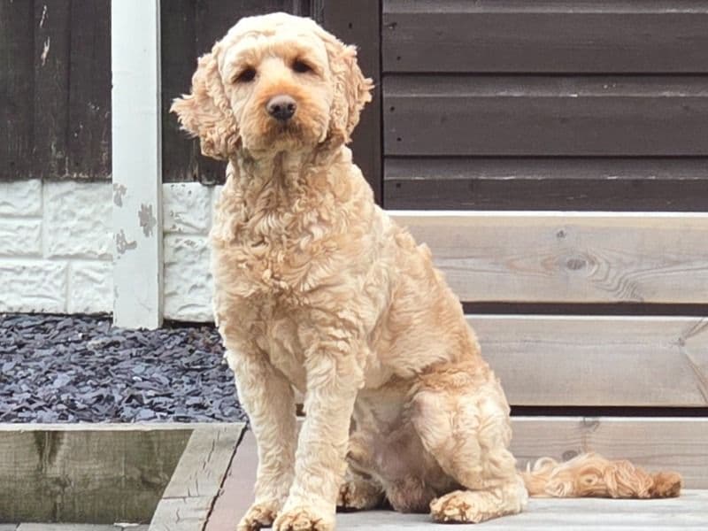 Cockapoo 3 years old male medium named Teddy for breeding in West Midlands, England | Petmeetly