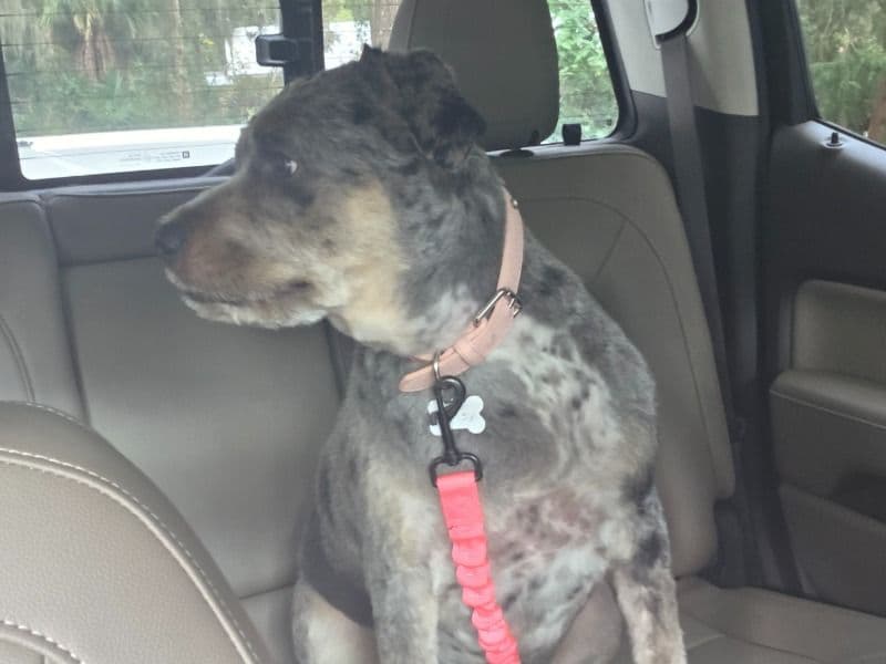 Aussiedoodle 2 years old female medium named Marley for adoption in Nassau County, Florida | Petmeetly