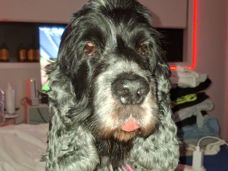 Cocker Spaniel 8 years 5 months old female medium named Chloe for breeding in Logan City, Queensland | Petmeetly