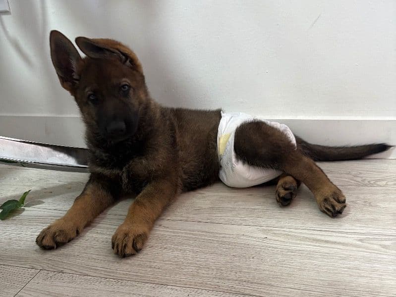Sable German Shepherd 2 months old female small named Precious for sale in Miami-Dade County, Florida | Petmeetly