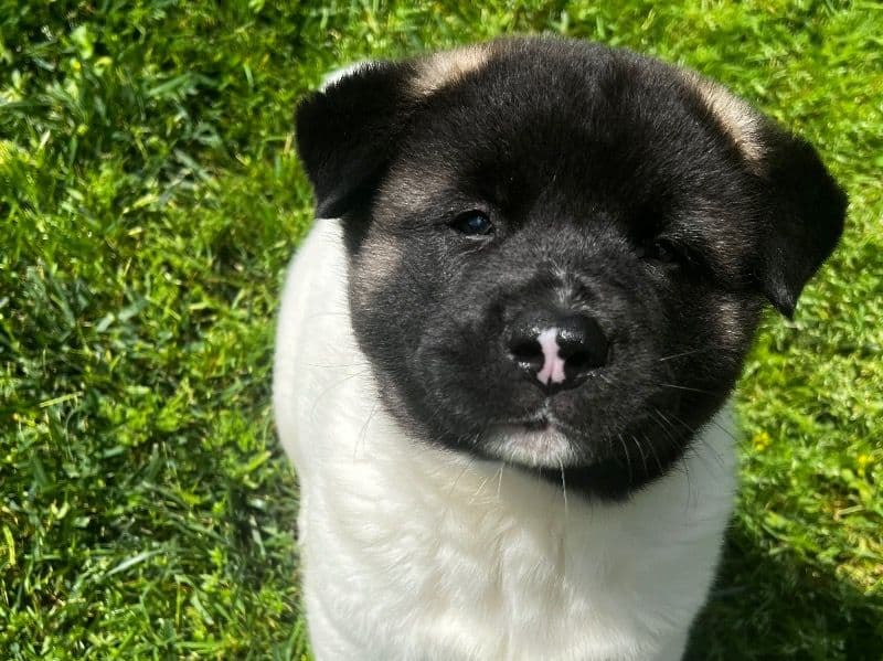 American Akita 9 months old male large named Rockwell for breeding in Sussex County, New Jersey | Petmeetly