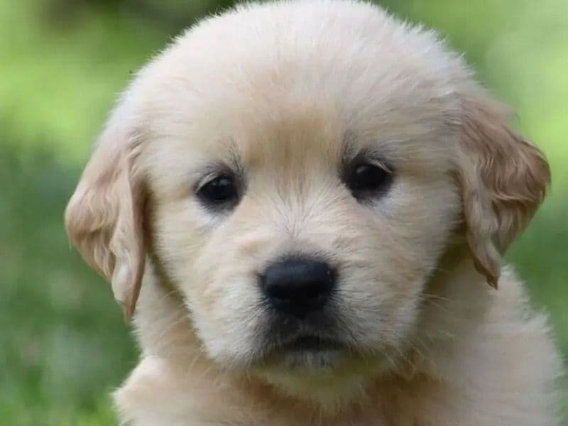 Molly - Golden Retriever | Petmeetly