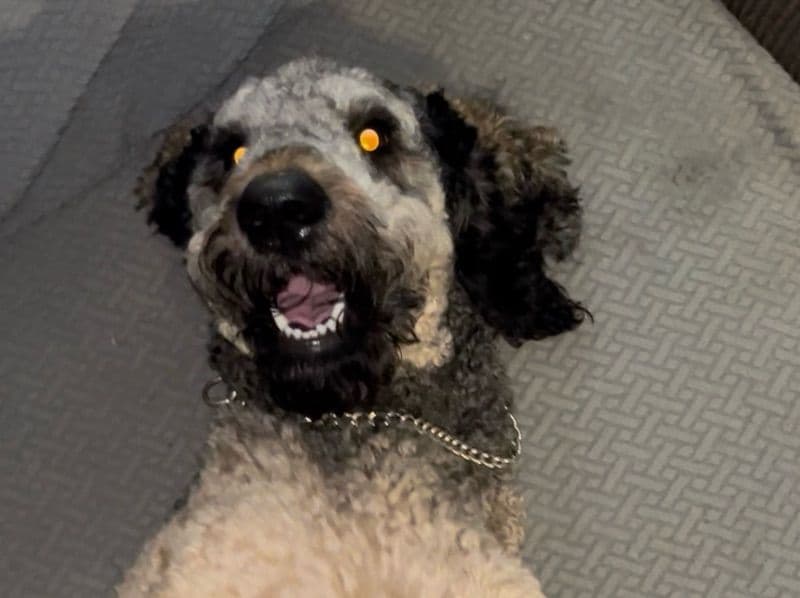 Goldendoodle 1 year 8 months old male large named Boogie for breeding in Los Angeles County, California | Petmeetly