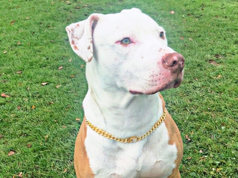 American Staffordshire Terrier 9 months old male medium named Shumba for breeding in Luton, England | Petmeetly