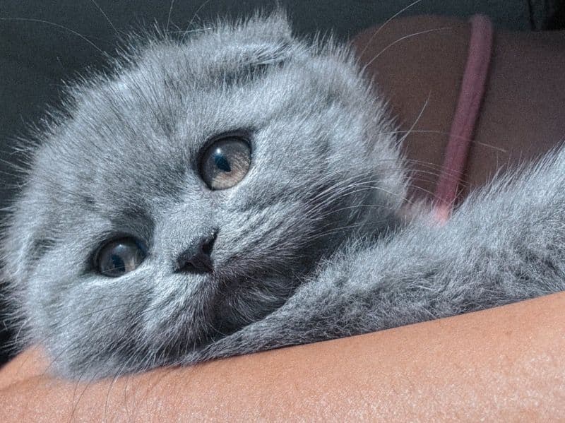 Scottish Fold 2 months old male named Thunder for sale in San Bernardino County, California | Petmeetly