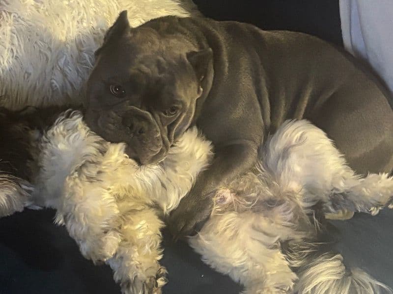 American Bully 2 years 5 months old female medium named Chula for breeding | Petmeetly