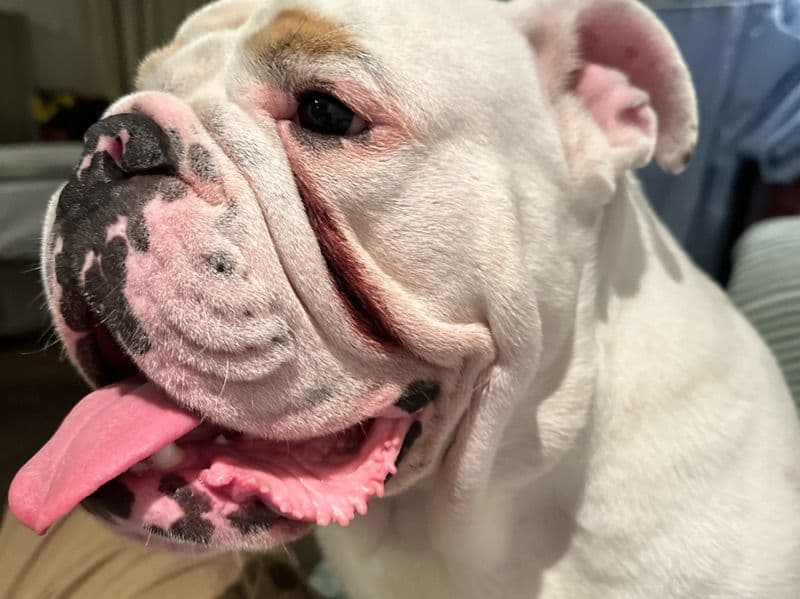 Old English Bulldog 1 year old male large named Bully for breeding | Petmeetly
