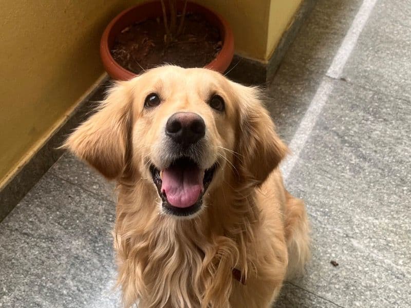 English Golden Retriever 2 years 5 months old male medium named Murphy for breeding in Bangalore Division, Karnataka | Petmeetly