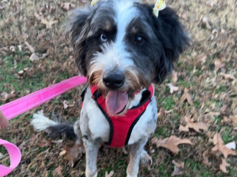 Bernedoodle 2 years old female medium named Louise for breeding in Pittsburg County, Oklahoma | Petmeetly