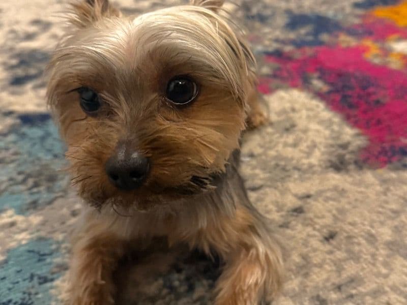 Teacup Yorkshire Terrier 3 years 9 months old male small named Poppa for breeding in Chesterfield County, Virginia | Petmeetly