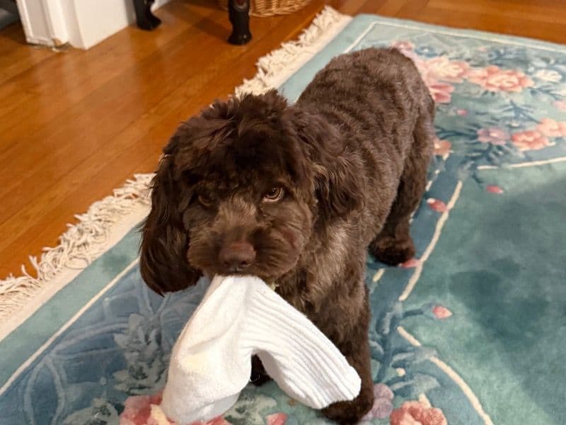 Marley primary photo