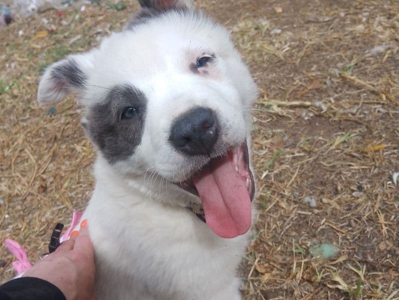 Black and Tan Coonhound 5 months old male small named Fluffy for sale | Petmeetly