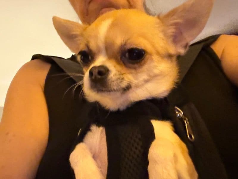 Chihuahua 11 months old female small named Jojo for breeding in Fairfax County, Virginia | Petmeetly