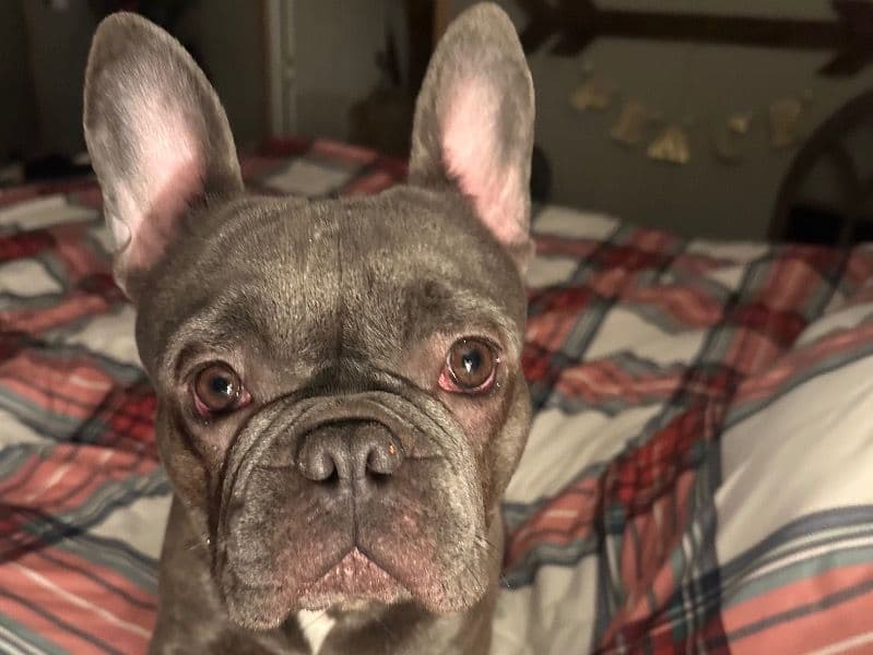 French Bulldog 1 year 3 months old male small named Bhodi for breeding in Magoffin County, Kentucky | Petmeetly