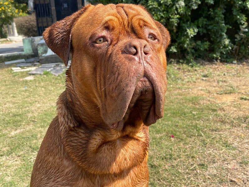 English Mastiff 5 years 4 months old male extra large named Rocky for breeding in Gurgaon Division, Haryana | Petmeetly