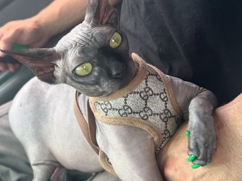 Sphynx 3 years 5 months old female named Kit Kat for breeding in Miami-Dade County, Florida | Petmeetly